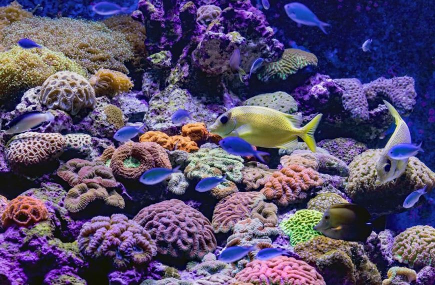 Best Saltwater Fly Fishing Destinations Around the World